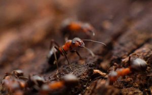 Arizona ants pest control
